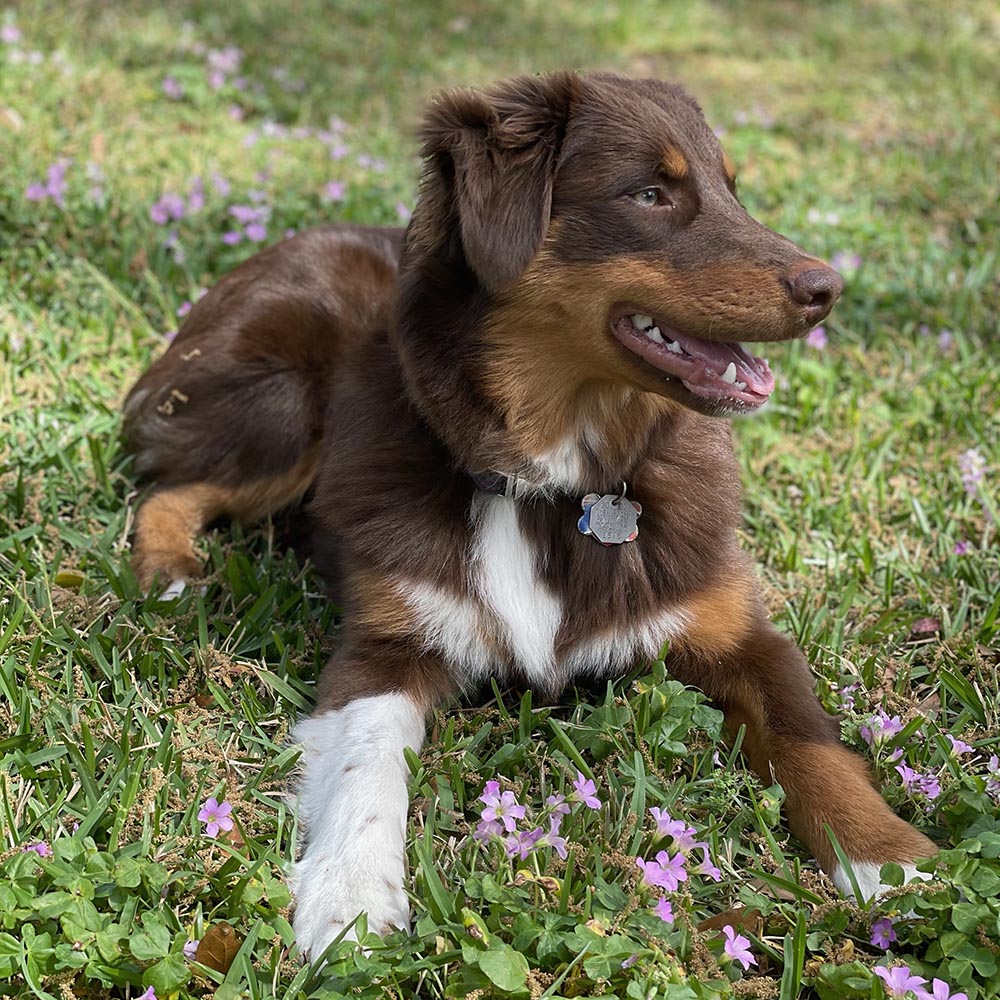 Archie