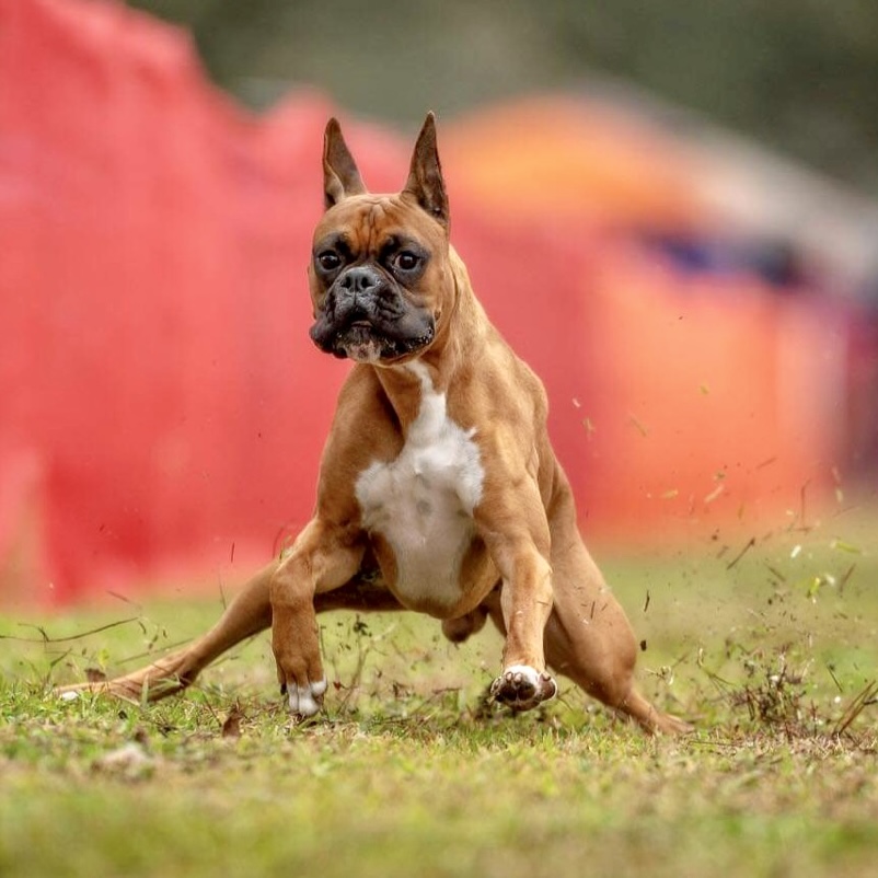 Chase Photo: C4 Pet Photography
